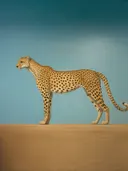 Zijaanzicht van een cheetah tegen een blauwe lucht en zandkleurige ondergrond.