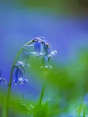 Macro-opname van een blauwe boshyacint met een wazige groenblauwe achtergrond.