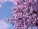 Close-up van een tak met paarsroze bloesembloemen tegen een blauwe lucht