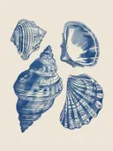 Illustratie met vier verschillende blauwe schelpen