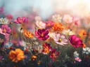 Schilderij van een kleurrijk veld vol cosmosbloemen in zonlicht