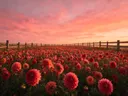 Landschapsfoto van dahlia bij de zonsondergang, met een houten hek