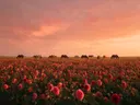 Landschapsfoto van dahlia bij de zonsondergang, met een kleine kudde paarden