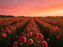 Landschapsfoto van dahlia bij de zonsondergang