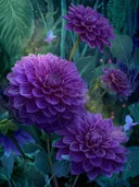 Schilderij van paarse dahlia's met een vlinder en roze lichtvonken