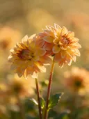 Fotografie van dahlia in volle zon