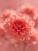 Fotografie van dahlia in volle zon