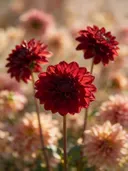 Fotografie van dahlia in volle zon, dieprood
