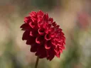 Fotografie van dahlia in volle zon, dieprood