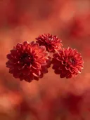 Fotografie van dahlia in volle zon, dieprood