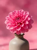 Fotografie van dahlia in volle zon, felroze