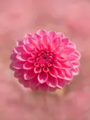 Fotografie van dahlia in volle zon, felroze