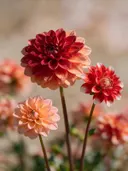 Fotografie van dahlia in volle zon