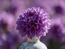 Fotografie van dahlia in volle zon, paars
