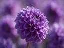 Fotografie van dahlia in volle zon, paars