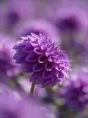 Fotografie van dahlia in volle zon, paars