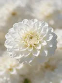 Fotografie van dahlia in volle zon, wit