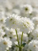 Fotografie van dahlia in volle zon, wit