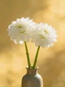 Fotografie van dahlia in volle zon, wit