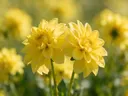 Fotografie van dahlia in volle zon, zonnegeel