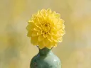 Fotografie van dahlia in volle zon, zonnegeel