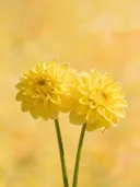 Fotografie van dahlia in volle zon, zonnegeel
