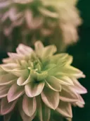 Close-up van een dahlia bloem in pastelkleuren.