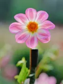 Roze-witte dahlia met een oranje hart, close-up tegen een groene achtergrond.