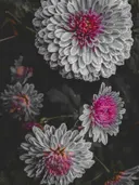 Close-up van meerdere dahliabloemen in grijstinten met roze bloemharten