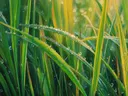 Botanisch schilderij van dauwdruppels op grassprieten