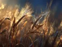 Schilderij van dauwdruppels op korenaren in zonlicht