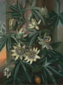 De blauwe passiebloem van Philip Reinagle: stilleven met bloemen