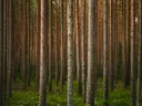 Dicht dennenbos met rechte boomstammen en een groene bosbodem