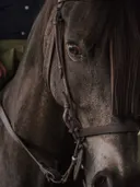 Close-up paardenoog met hoofdstel