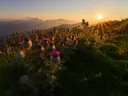 Paarse distelbloemen op een berghelling bij zonsopkomst.