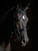 Donker paard met gevlochten manen