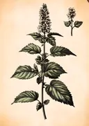 Donkere bloeiaar botanische prent, botanisch schilderij