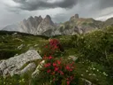 Bergketen met dreigende wolken, een berghut in de verte en roze bloeiende struiken op de voorgrond.