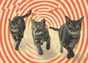 Katten