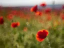 Wazig veld met rode klaprozen en zacht bokeh-licht
