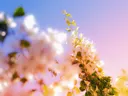 Close-up van witte bloesemtakken tegen een wazige roze en blauwe lucht.