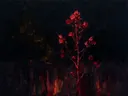 Droogbloem in karmozijn, schilderij van droogbloem van dichtbij