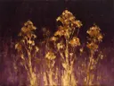 Droogbloem van dichtbij in goudoker, schilderij van droogbloem van dichtbij