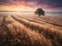 Landschapsfoto van droogbloemen bij de ochtendmist, met een statige eik