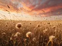 Landschapsfoto van droogbloemen bij het gouden uur