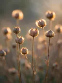 Fotografie van droogboeket in het gouden uur