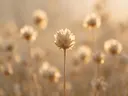 Fotografie van droogboeket in het gouden uur, gedempt strogeel