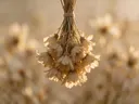 Fotografie van droogboeket in het gouden uur, gedempt strogeel