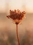 Fotografie van droogboeket in het gouden uur, verstoft roest