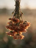 Fotografie van droogboeket in het gouden uur, verstoft roest